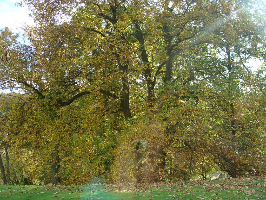 Chambre d'Hôtes les Champarts Tourville-la-Chapelle Exterior foto
